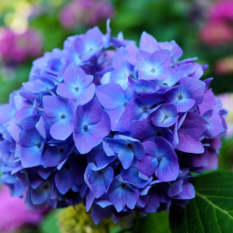 Blue Hydrangea Live Plant Bush Shrub for Planting, 1 to 2 Ft Tall, Hydrangea Plant Tree