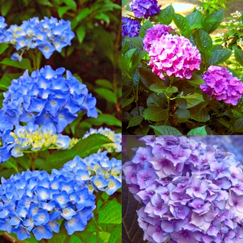Blue Hydrangea Plant Live, Hydrangea Shrub Bush, Hydrangea Live Plant for House Planting, Outdoor Hydrangea, 9-15" Tall in 2.5 Inc Pot