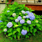 Blue Hydrangea Live Plant Bush Shrub for Planting, 1 to 2 Ft Tall, Hydrangea Plant Tree
