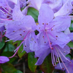 Blue Rhododendron Plant 1 Year Old Rare Flowering Shrub Garden Plant