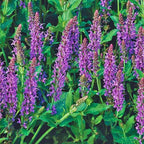 Blue Salvia Live Plants - 4 Inch Pot - May Night Salvia Plants