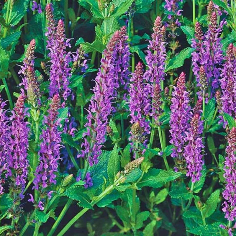 Blue Salvia Live Plants - 4 Inch Pot - May Night Salvia Plants