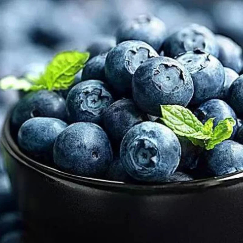 Northblue Blueberry Plants - Live Bushes for Indoor/Outdoor Garden