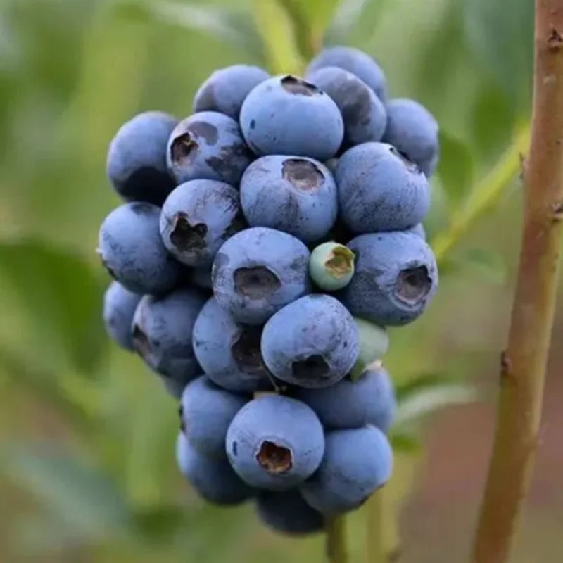2 Jersey Blueberry Plants Live Shrubs for Indoor Outdoor Garden