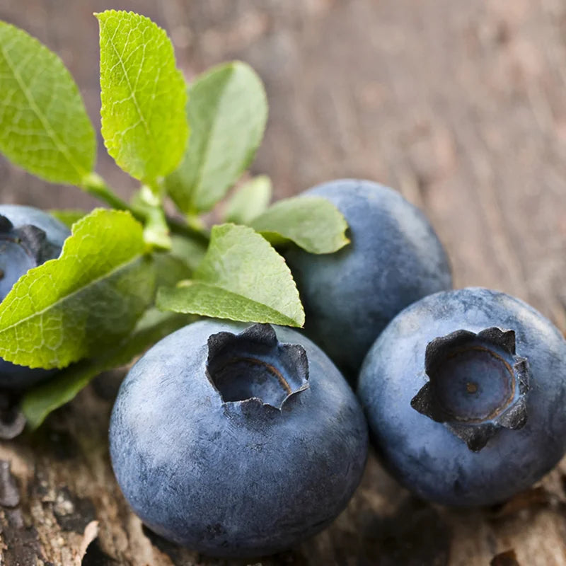 Northblue Blueberry Plants - Live Bushes for Indoor/Outdoor Garden