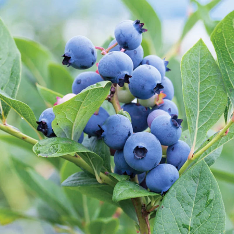 2 Northern Highbush Blueberry Plants Live Shrubs for Garden Indoor Outdoor