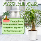 Bonsai Ponytail Palm Plants 12 to 16 Inc Tall Potted, Houseplant Beaucarnea Recurvata, Easy to Grow Live Indoors Garden Palm Live Tree in 4 Inc Tall Potted