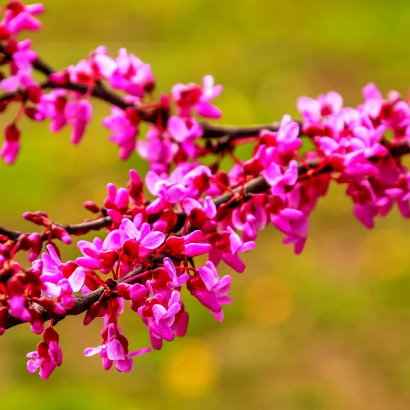 Bundle 10 Live Redbud Trees Seedlings Plants for Yards, 12-18" Dormant, No Pot, Eastern Red Bud Trees Live Plants, Purple Pink Redbud Flower