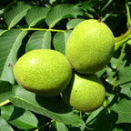 Bundle 5 Black Walnut Trees Live Plants Seedlings, 12 to 18 Inc Tall, Bare Roots, Dormant, Spring Bloom, 1-Year-Old, Well-Rooted