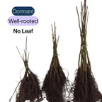 Bundle 5 Black Walnut Trees Live Plants Seedlings, 12 to 18 Inc Tall, Bare Roots, Dormant, Spring Bloom, 1-Year-Old, Well-Rooted