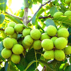 Bundle 5 Black Walnut Trees Live Plants Seedlings, 12 to 18 Inc Tall, Bare Roots, Dormant, Spring Bloom, 1-Year-Old, Well-Rooted