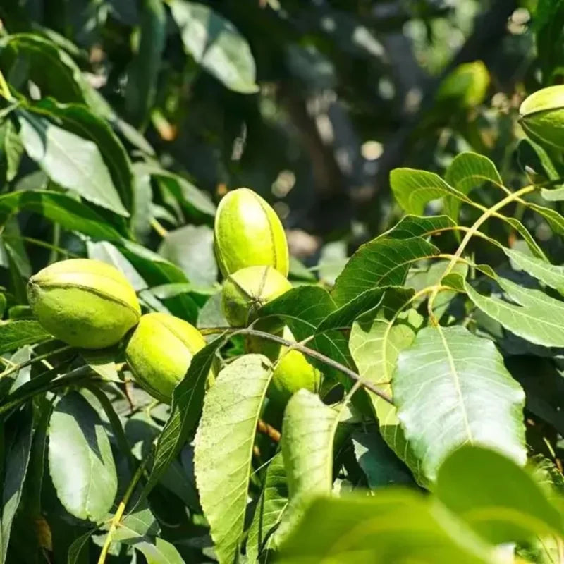 Bundle 5 Nut Pecan Trees Live Plants, Hardy Pecan Bare Roots Seedlings, 7-12 Months Old Pecan Fruit Trees, Dormant In Winter, Cold Hardy Nut Trees for Spring Planting