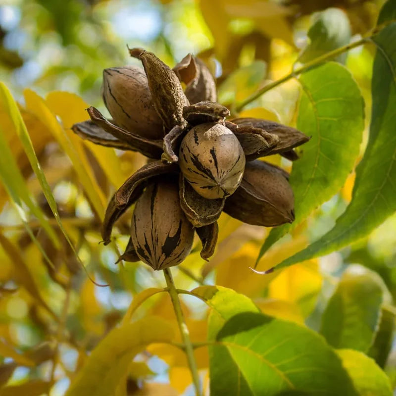 Bundle 5 Nut Pecan Trees Live Plants, Hardy Pecan Bare Roots Seedlings, 7-12 Months Old Pecan Fruit Trees, Dormant In Winter, Cold Hardy Nut Trees for Spring Planting