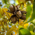 Bundle 5 Nut Pecan Trees Live Plants, Hardy Pecan Bare Roots Seedlings, 7-12 Months Old Pecan Fruit Trees, Dormant In Winter, Cold Hardy Nut Trees for Spring Planting