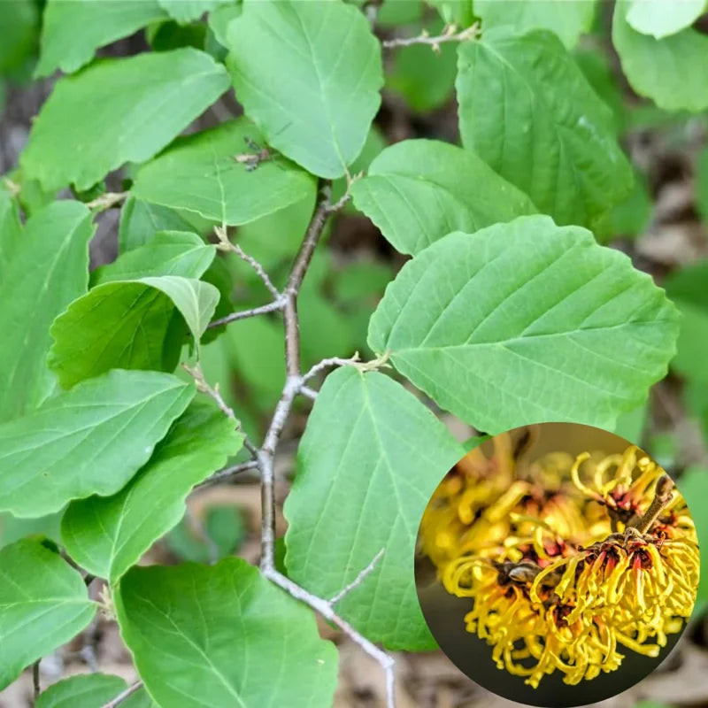 Bundle 5 Witch-Hazel Trees Live Plants Bush, Witch Hazel Herbs Trees, Live Yellow Witchhazel Trees Live Plant Shrubs, 9-15 Inc Tall