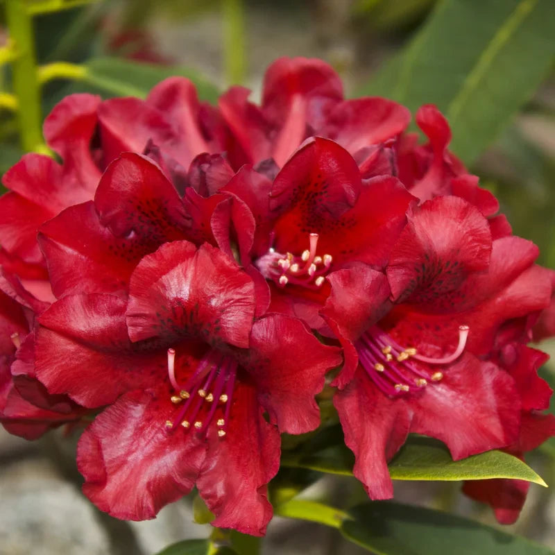 Burgundy Rhododendron Plant - 1 Gallon Pot - Flowering Shrub