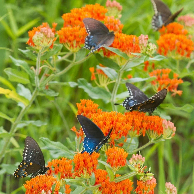 4 Milkweed Plants for Garden | Mixed colors 4 To 7 Inches Tall