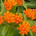 Milkweed Plants Live for Planting - 6 Varieties - Mixed Colors 4 To 7 Inches Tall