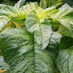 Callaloo Amaranth Spinach Seeds - 2500 Mixed Color High Yield Vegetable Seeds