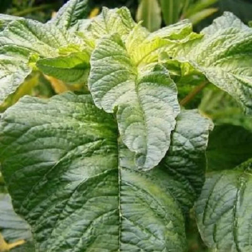 Callaloo Amaranth Spinach Seeds - 2500 Mixed Color High Yield Vegetable Seeds