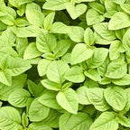Callaloo Amaranth Spinach Seeds - 2500 Mixed Color High Yield Vegetable Seeds