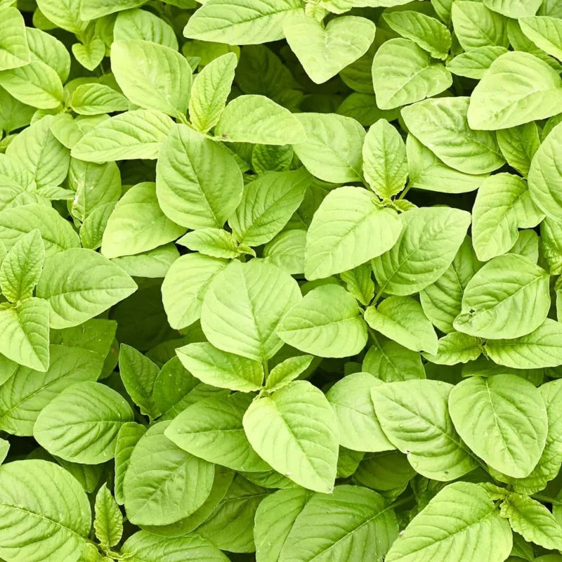 Callaloo Amaranth Spinach Seeds - 2500 Mixed Color High Yield Vegetable Seeds