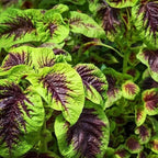 Callaloo Amaranth Spinach Seeds - 2500 Mixed Color High Yield Vegetable Seeds