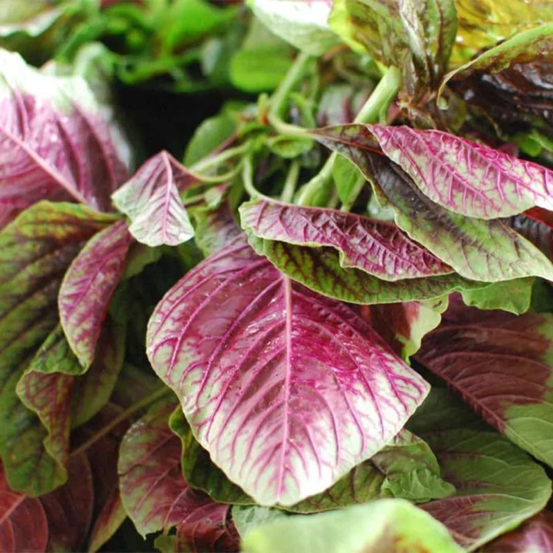 Callaloo Seeds - Spinach Amaranth Mix - 2500 Seeds - White, Red, Green Leaves - Home Garden