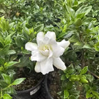 3 Cape Jasmine Live Plants, Fragrant Frostproof Jasmine Plant Live, Gardenia Jasmine Plant Indoor Live for Planting