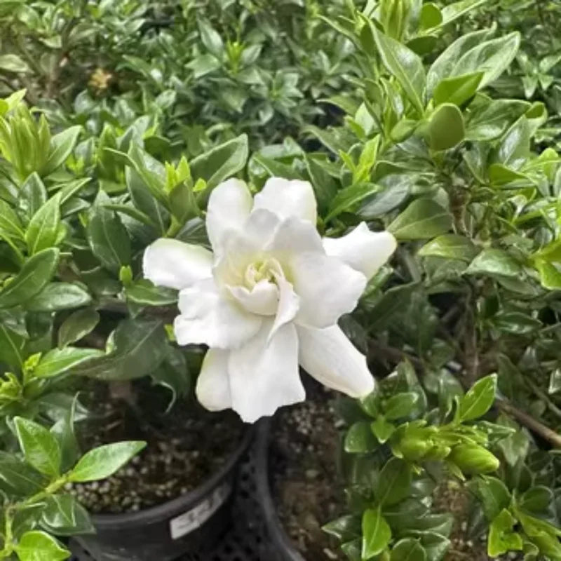 3 Cape Jasmine Live Plants, Fragrant Frostproof Jasmine Plant Live, Gardenia Jasmine Plant Indoor Live for Planting
