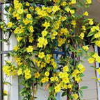 Carolina Jasmine Plant - Yellow Jessamine Vine - Live Plant - 4-6 Inches Tall