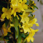 Carolina Jasmine Plant - Yellow Jessamine Vine - Live Plant - 4-6 Inches Tall