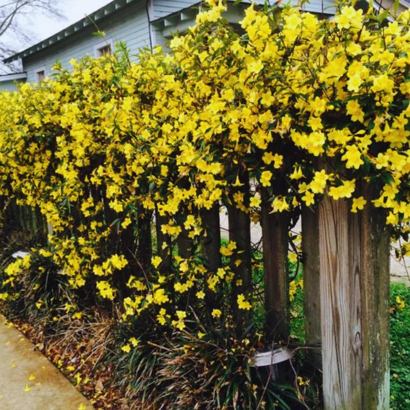 Live Jasmine Plant 3-Pack - Jessamine Yellow Spring Flowering Vine - 4-6 Inches Tall