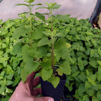 Catnip Live Plant - 5-7 Inch Tall Well-Rooted Herb Plant for Gardens