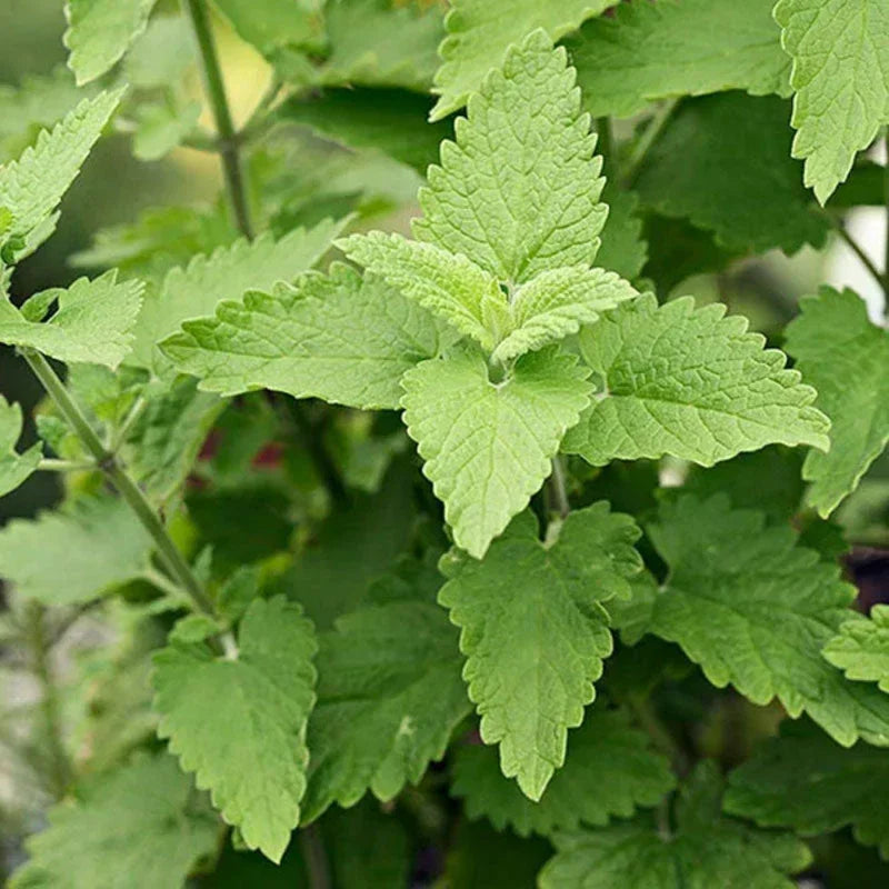 Catnip Plant 7 Inch Tall - Natural Cat Attractant - Garden Herb
