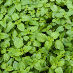 Catnip Plant 7 Inch Tall - Natural Cat Attractant - Garden Herb