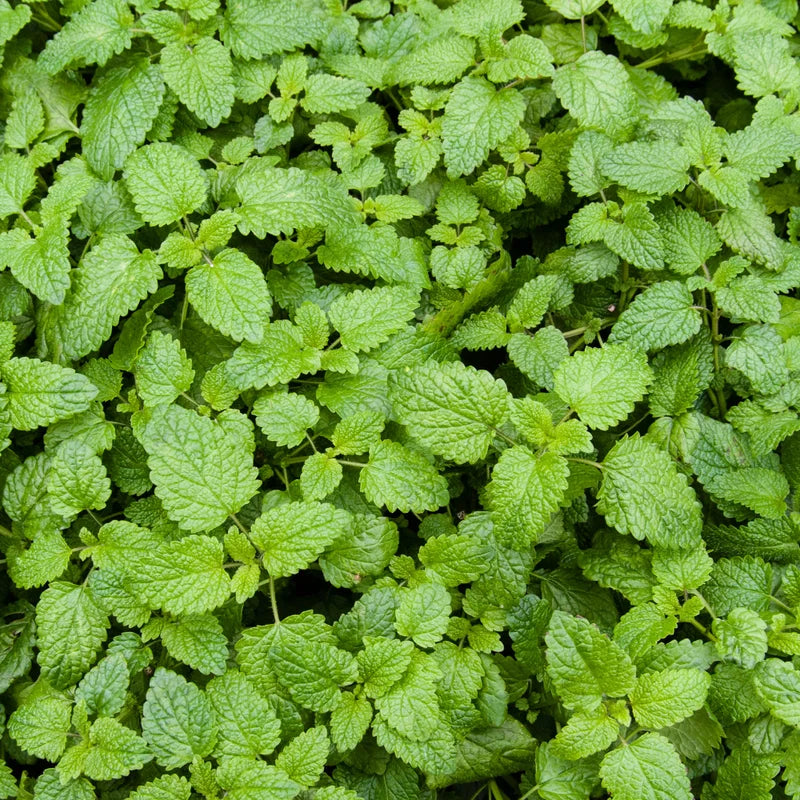 Catnip Plant 7 Inch Tall - Natural Cat Attractant - Garden Herb