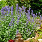Catnip Plants 3-Pack Live Starter Plants 4-6 Inches Tall for Planting Herb