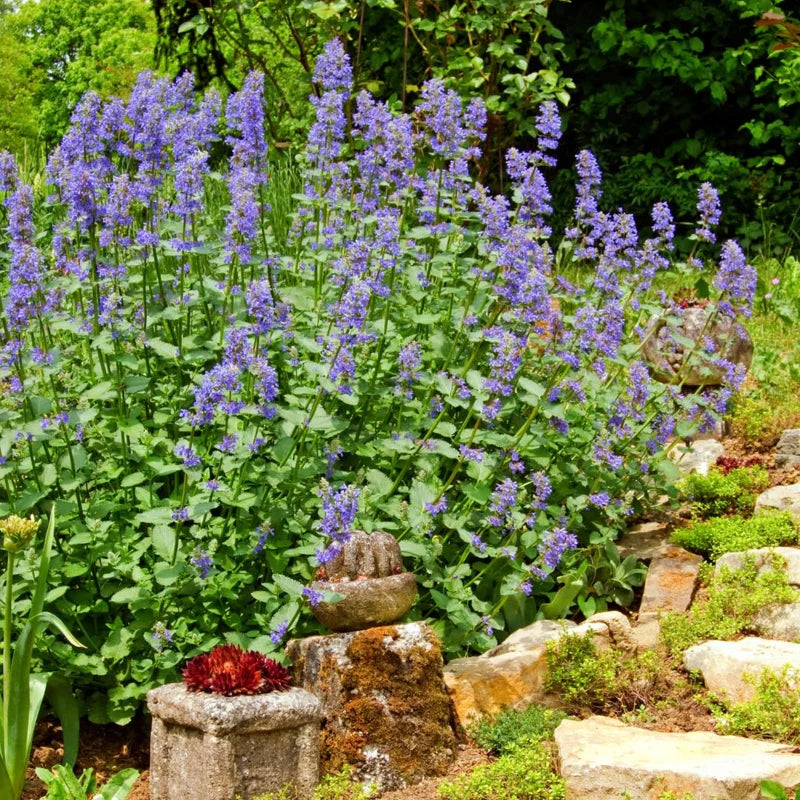 Catnip Plants Live - 2 Fresh Herb Plants for Planting Indoor Outdoor