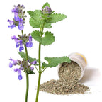 Catnip Plants Live - 2 Fresh Herb Plants for Planting Indoor Outdoor