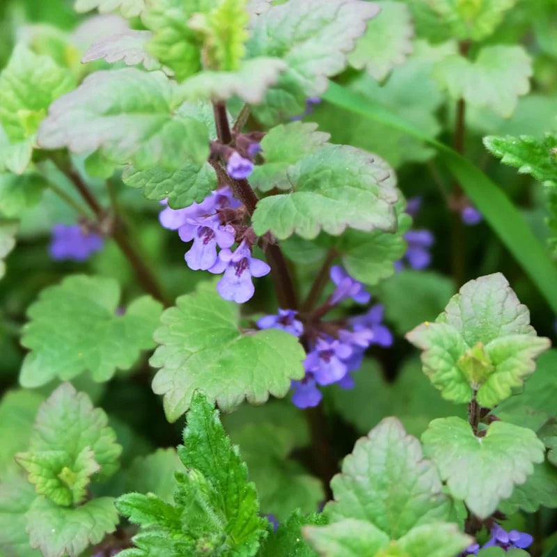 Catnip Plants Set of 3 - Indoor Outdoor Growing - 4-6 Inches Tall Starter Plants