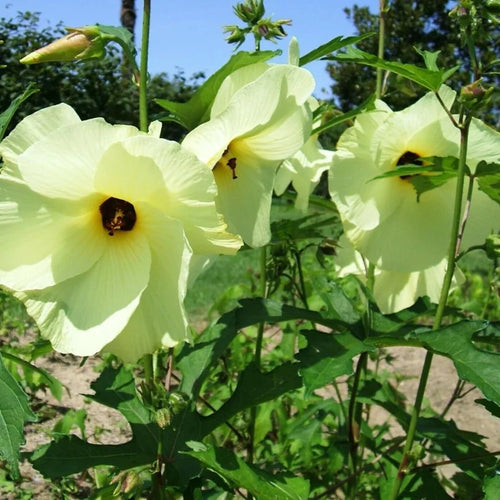 Chief Prize Hibiscus Plant Set - Live Starter Shrubs 4-6 Inches Tall