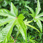Chief Prize Hibiscus Plant Set - Live Starter Shrubs 4-6 Inches Tall