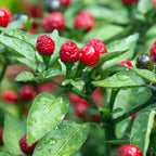 Chiltepin Hot Pepper Plant Live - 4 Inch Potted Chili Plants