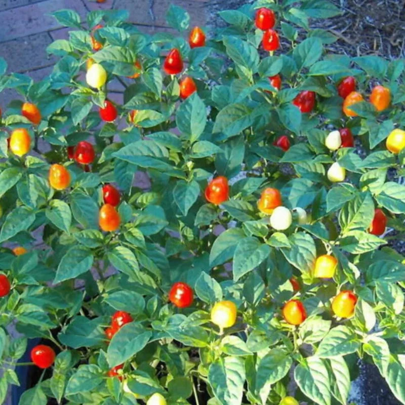 Chiltepin Pepper Plants - Live Hot Chili Peppers - Set of 2