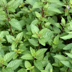 Chocolate Mint Plants Live - 5 to 7 Inch Tall - Fresh Heirloom Mint Plant - Culinary Herb - Indoors Outdoors - Spring/Fall Planting