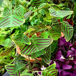 Christia Obcordata Butterfly Plant Live, Christia Obcordata Houseplant, 6-9 Inch Tall, Indoor Plants for Home Garden