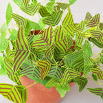 Christia Obcordata Butterfly Plant Live, Christia Obcordata Houseplant, 6-9 Inch Tall, Indoor Plants for Home Garden