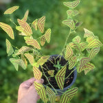 Christia Obcordata Plant Live, Butterfly Plant Indoor Plants Live Houseplants, 6-9 Inch Tall