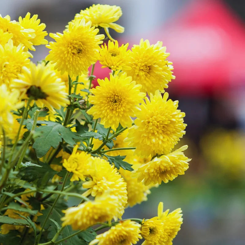 Chrysanthemum Plants Live Tree Well Rooted, 4 To 6 Inches Tall, Mums Plants Live, 2 Plants For The Patio And Garden (Yellow)